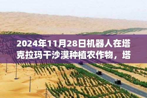 塔克拉玛干沙漠机器人农业革命，种植挑战与未来展望（2024年）