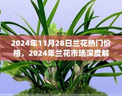 2024年兰花市场深度解析，热门价格与特性评测