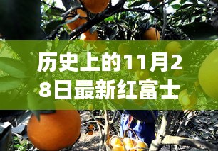 红富士果实见证友情纽带，历史上的11月28日新品种故事