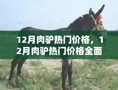 12月肉驴热门价格详解，全面评测与介绍