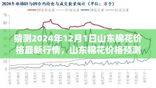 2024年预测，山东棉花价格行情展望与观点碰撞