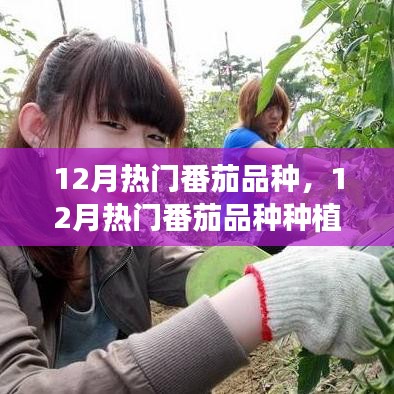 12月热门番茄品种种植指南，从新手到专家的一站式指南