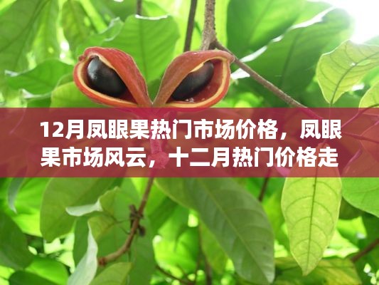 12月凤眼果市场风云解析，价格走势深度探讨