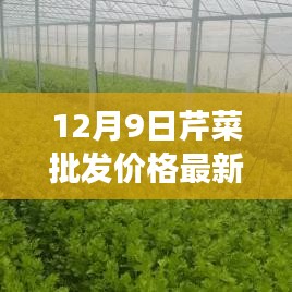 12月9日芹菜批发价格最新行情及市场走势深度解析与未来趋势预测