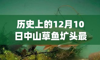 历史上的中山草鱼圹头价格演变与当前市场观点，聚焦中山草鱼圹头最新价格动态