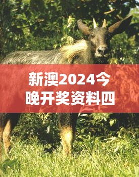 新澳2024今晚开奖资料四不像：超越期待的开奖新风潮