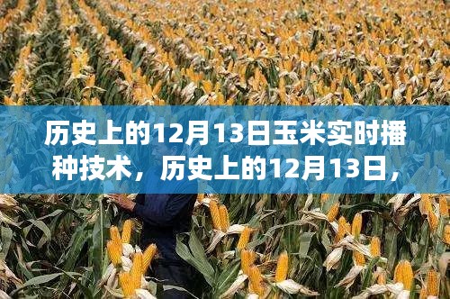 玉米实时播种技术的革新与发展，历史上的12月13日回顾与前瞻