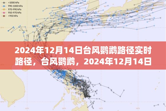 台风鹦鹉实时路径追踪，风云际会于2024年12月14日