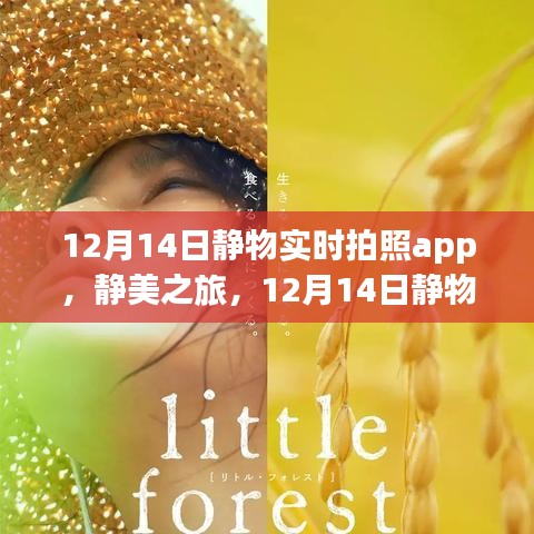 静美之旅，12月14日静物实时拍照app，开启心灵与自然的遨游之旅