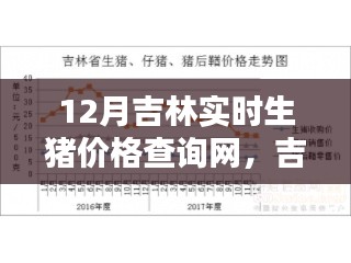 吉林实时生猪价格查询网使用指南，从初学者到进阶用户，一键查询12月最新生猪价格