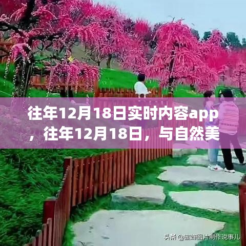 往年12月18日实时内容app，与自然美景的不期而遇的心灵之旅领航者