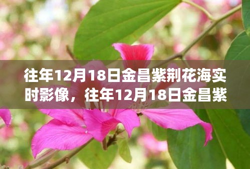 往年12月18日金昌紫荆花海，与自然的浪漫邂逅实时影像回顾