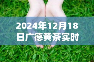 广德黄茶，温情时光与家的味道——最新价格表一览（2024年12月18日）