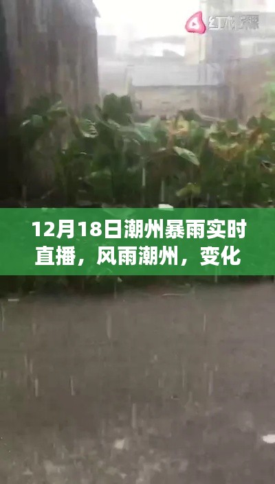 潮州暴雨下的成长与希望，风雨中的学习之旅