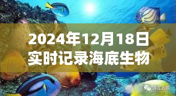 海底探险利器，2024年海底生物实时记录相机使用指南与体验