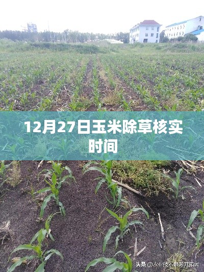 12月27日玉米除草核实时间解析