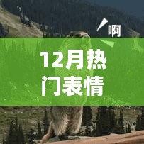 12月热门表情包土拨鼠，网络新宠狂欢来袭