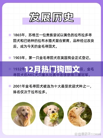 12月热门狗狗图文大赏