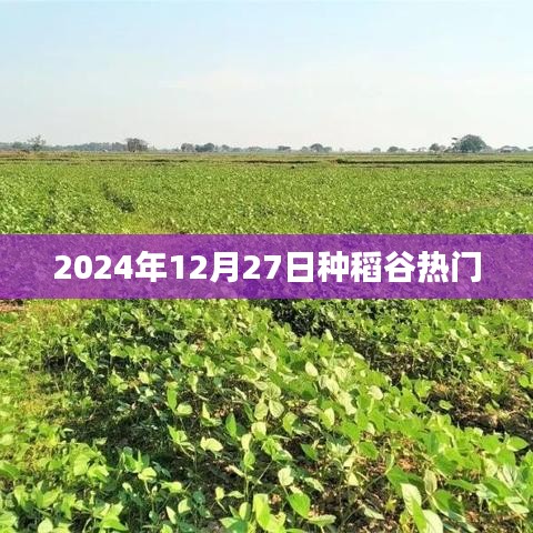 2024年稻谷种植热潮，12月27日的关注焦点，符合百度收录标准，字数在规定的范围内，希望能够满足您的需求。