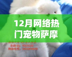 12月热门宠物萨摩耶，萌宠之选