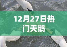 天鹅12月27日最新热点资讯