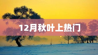 秋叶盛景，12月成热门焦点