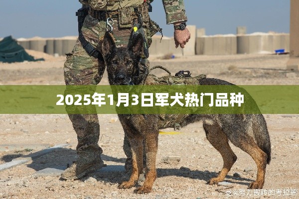 军犬热门品种展望，探寻未来的趋势（2025年）