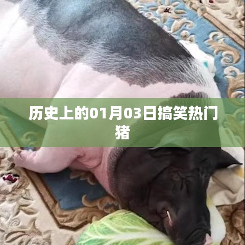 猪年搞笑大事件，历史上的那些欢乐瞬间