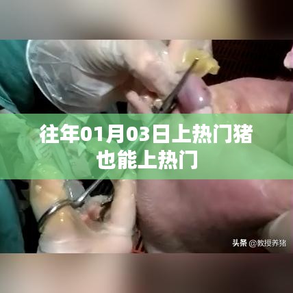 猪年热门事件，猪也能上热搜榜