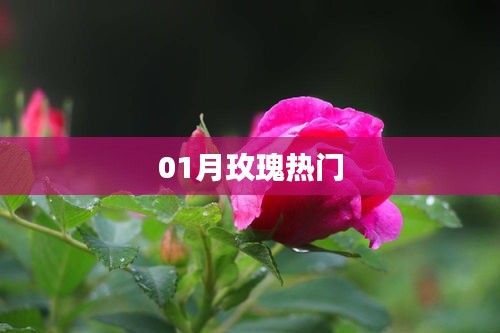 玫瑰热潮来袭，一月份浪漫绽放