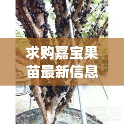 求购嘉宝果苗最新信息图片：嘉宝果苗哪里有卖 