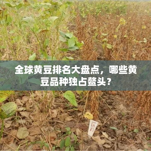 全球黄豆排名大盘点，哪些黄豆品种独占鳌头？