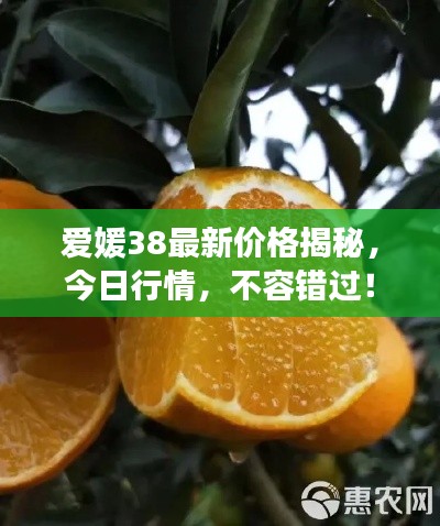 爱媛38最新价格揭秘，今日行情，不容错过！