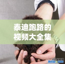 泰迪跑路的视频大全集最新：泰迪跑丢了怎么找回来 