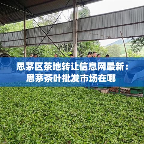 思茅区茶地转让信息网最新：思茅茶叶批发市场在哪 