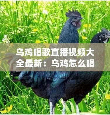 乌鸡唱歌直播视频大全最新：乌鸡怎么唱 