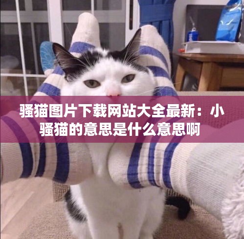 骚猫图片下载网站大全最新：小骚猫的意思是什么意思啊 