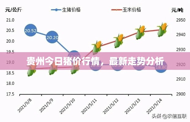 贵州今日猪价行情，最新走势分析