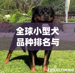 全球小型犬品种排名与精美图片大全览