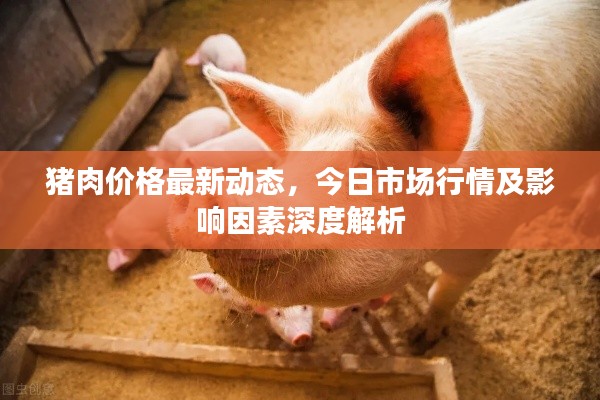 猪肉价格最新动态，今日市场行情及影响因素深度解析