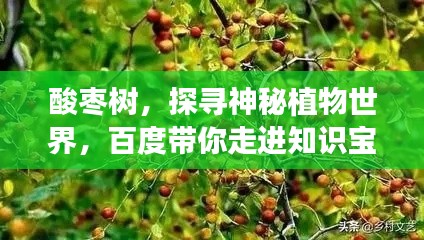 酸枣树，探寻神秘植物世界，百度带你走进知识宝库！