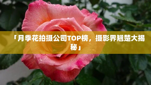 「月季花拍摄公司TOP榜，摄影界翘楚大揭秘」