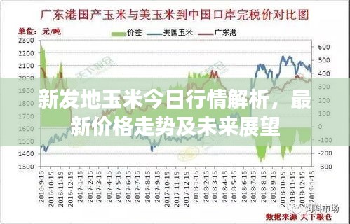 新发地玉米今日行情解析，最新价格走势及未来展望