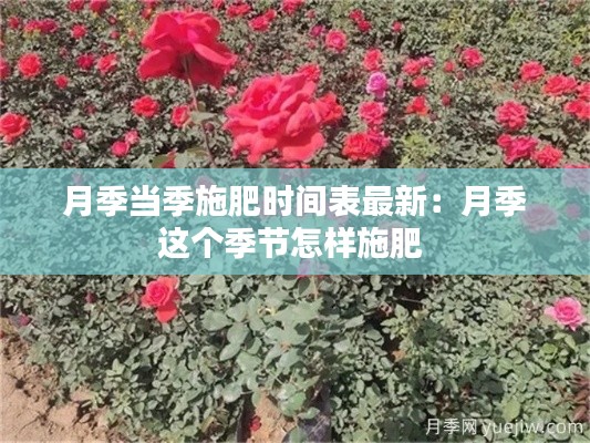 月季当季施肥时间表最新：月季这个季节怎样施肥 