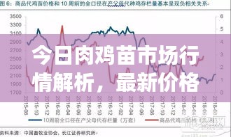 今日肉鸡苗市场行情解析，最新价格动态及趋势展望