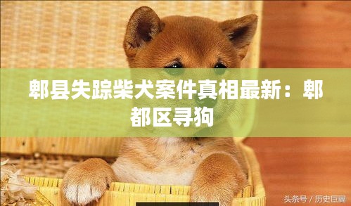 郫县失踪柴犬案件真相最新：郫都区寻狗 