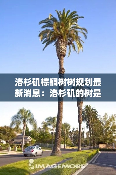 洛杉矶棕榈树树规划最新消息：洛杉矶的树是什么树 