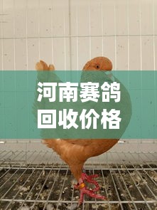 河南赛鸽回收价格表最新：河南鸽子价格行情 