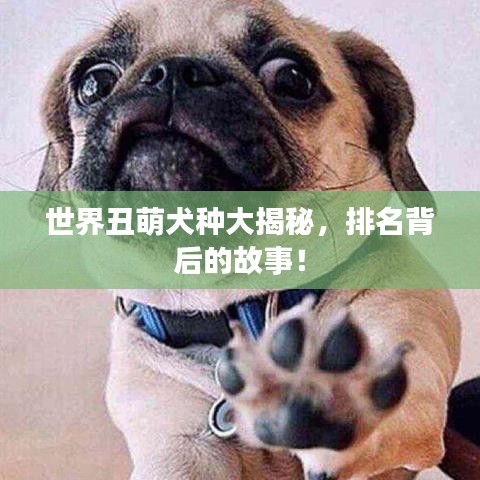 世界丑萌犬种大揭秘，排名背后的故事！