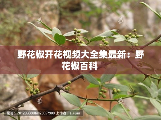 野花椒开花视频大全集最新：野花椒百科 